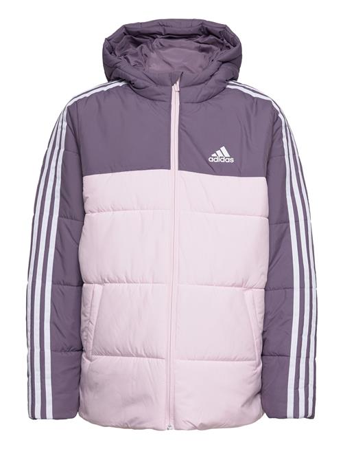 Jg Cb Pad Jkt Adidas Sportswear Purple