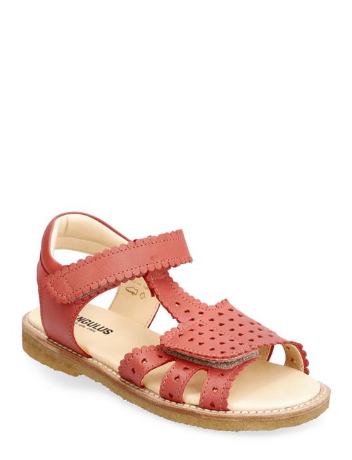 ANGULUS Sandals - Flat ANGULUS