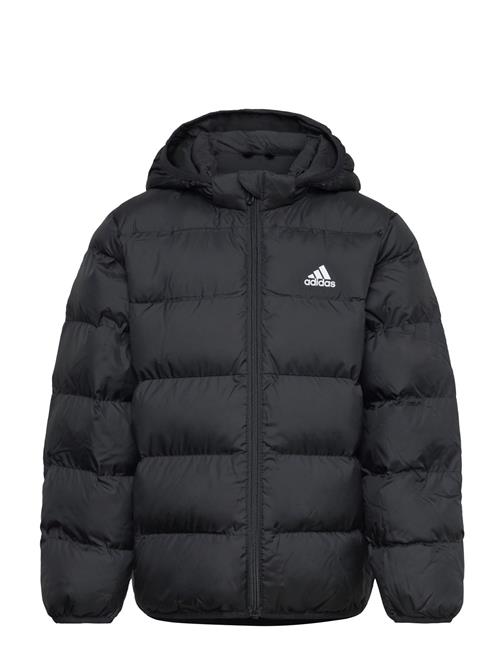 Lk Sd Jkt Adidas Sportswear Black