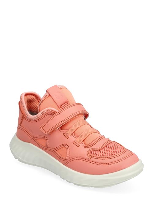 Sp.1 Lite K ECCO Coral