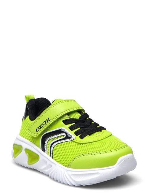 GEOX J Assister Boy C GEOX Green