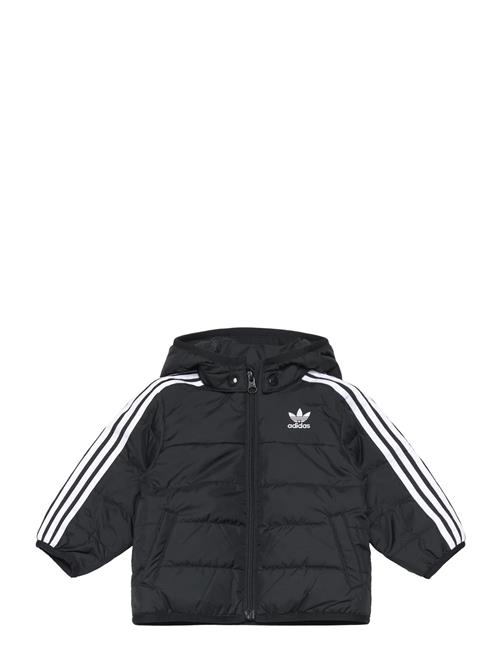 Padded Jacket Adidas Originals Black