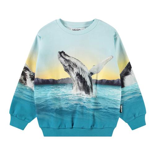 Molo Monti Sweatshirt Whale Jump 128 cm  Blå  128 cm  mand