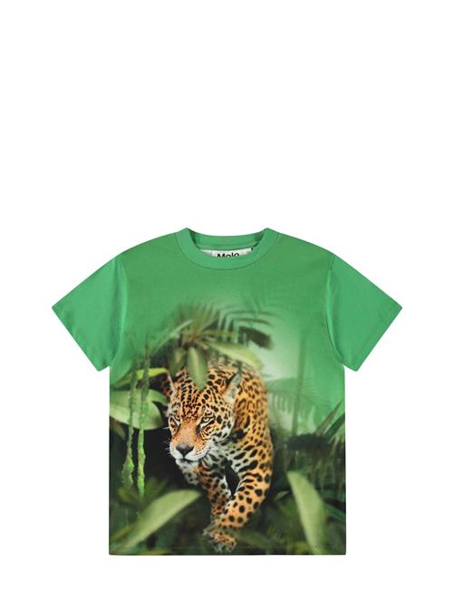 Riley Molo Green