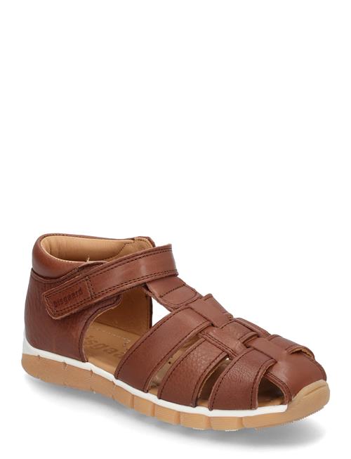 Bisgaard Billie Bisgaard Brown