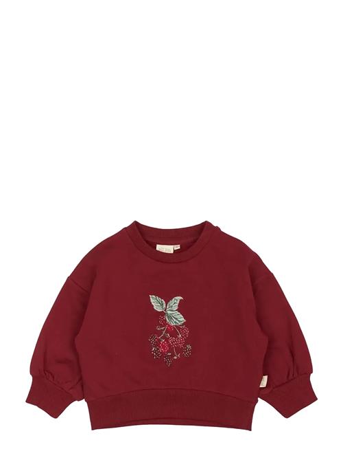 Ppdina Sweat Shirt Petit Piao Burgundy