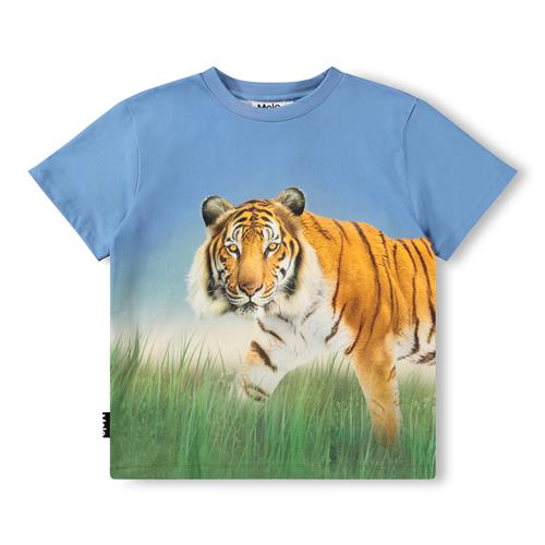 Molo GOTS Rubin T-shirt Tiger On Blue  Tiger on Blue 98 cm  Blå  98 cm  mand