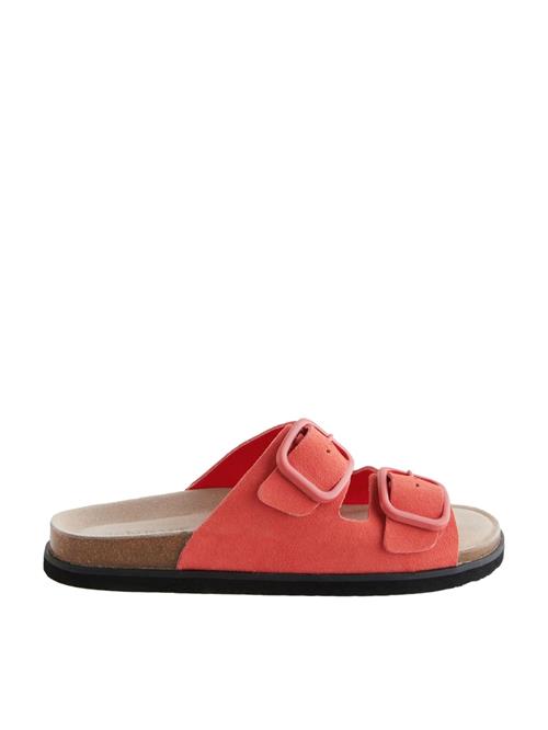 Next Pantoletter  pitaya