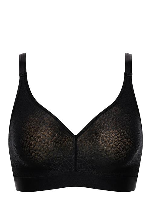 CHANTELLE | C Magnifique | E x 80