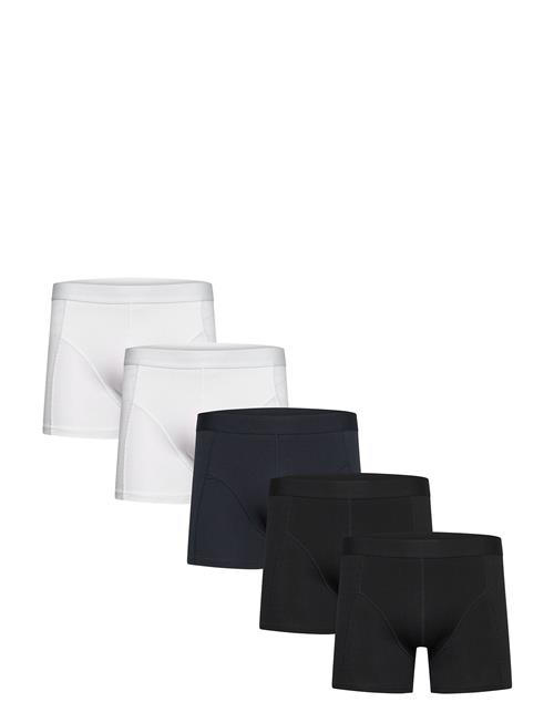 Shine Original | 5 Pack Tights | L