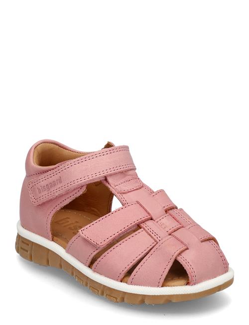 Bisgaard | Bisgaard Angus | 28