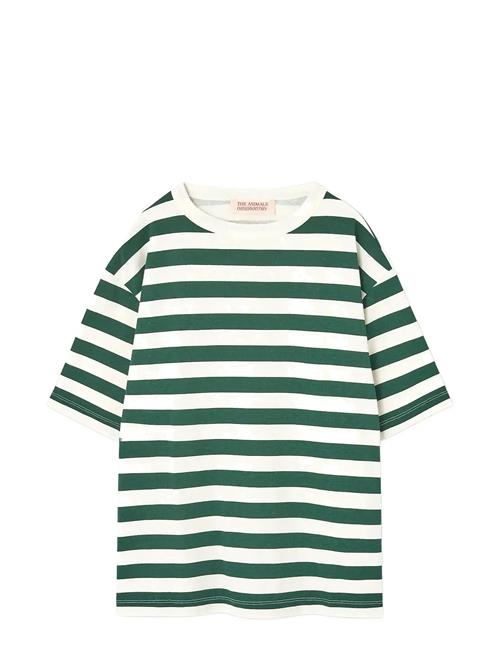 THE ANIMALS OBSERVATORY | Stripes Freen Collie T-Shirt | 14 Y