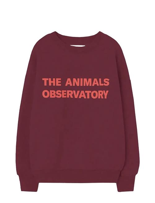 THE ANIMALS OBSERVATORY | Browned Farnet Leo Sweatshirt | 6 Y