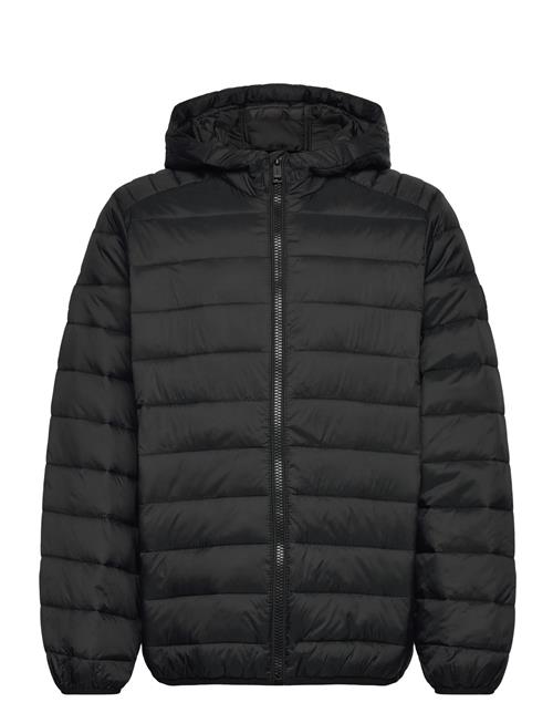 Jack & Jones | Jjebradley Light Puffer Hood Jnr | 176