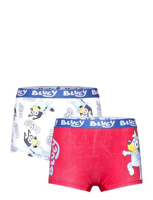 Bluey | Boxer | 104/110