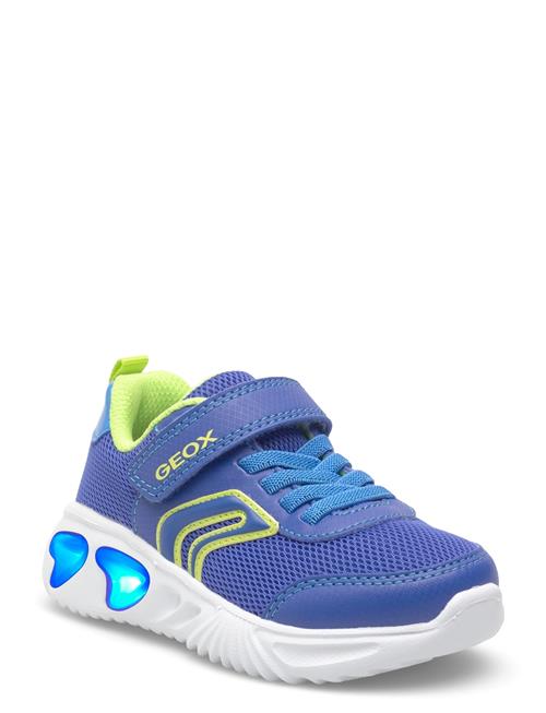 GEOX | J Assister Boy C | 34