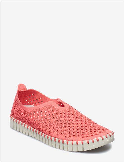 Ilse Jacobsen | Tulip3275 | 41