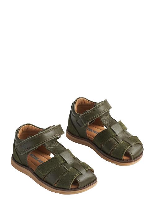 Wheat | Sandal Sky | 26