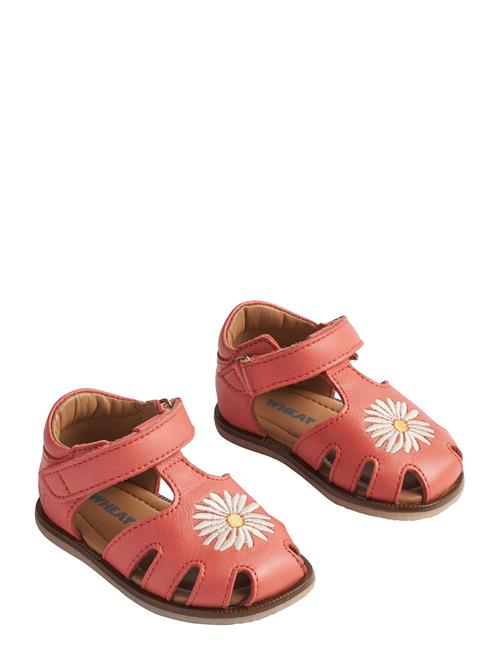 Wheat | Sandal Lowe | 24