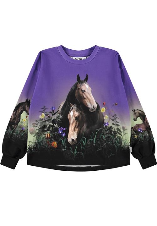 Molo Reniza Sweatshirt Mystic Horses  Mystic Horses 104 cm  Lilla  104 cm  Piger